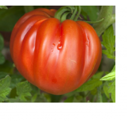 Tomate cœur de boeuf (kg)