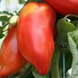 Tomate cornue des Andes (kg)