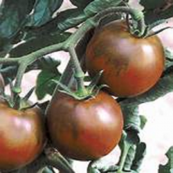 Tomate noire (kg)