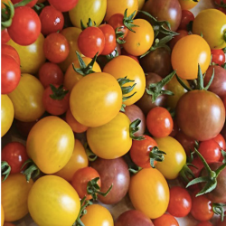 Tomate cerise mélange (500g)