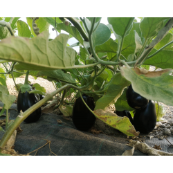 Aubergines (kg)