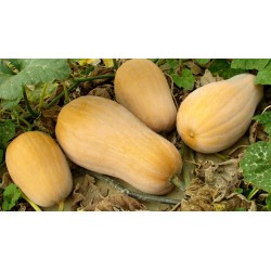 Butternut (pièce)