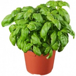 Basilic (pot)