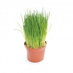 Ciboulette (pot)