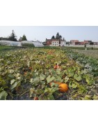La ferme de Laurette : Les légumes de saison
